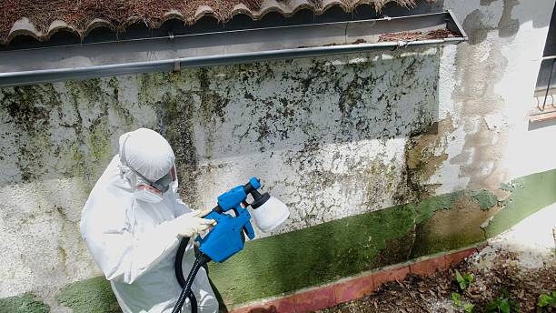 Mold Removal service in Royersford